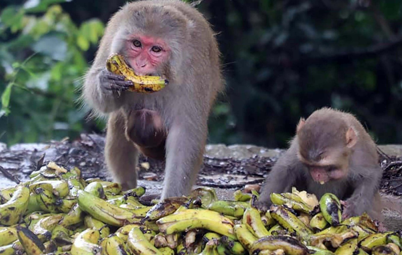 https://www.nepalminute.com/uploads/posts/Krishna Neupane RSS monkeys1675587654.jpg